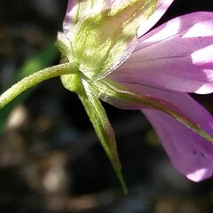 Geranium columbinum