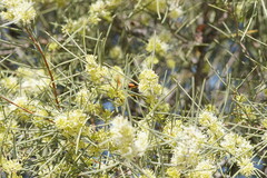Hakea leucoptera leucoptera