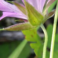 Geranium columbinum