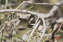 Hakea leucoptera leucoptera