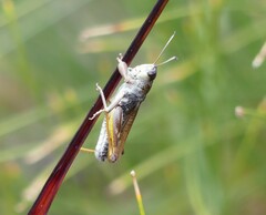 Gomphocerus sibiricus