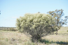 Hakea leucoptera leucoptera