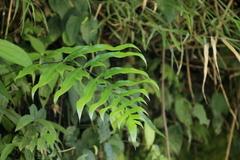 Pteris formosana