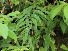 Pteris formosana