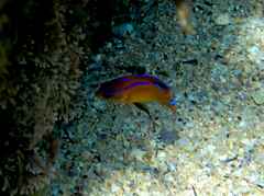 Mecaenichthys immaculatus