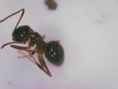 Nylanderia jaegerskioeldi