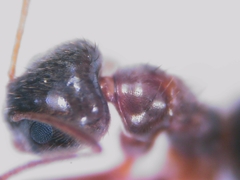 Nylanderia jaegerskioeldi