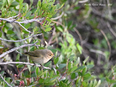 Phylloscopus collybita