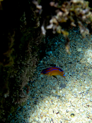 Mecaenichthys immaculatus