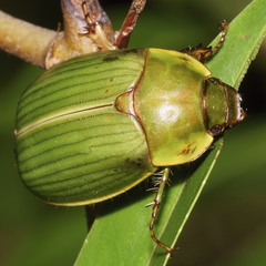Stethaspis suturalis