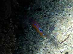 Mecaenichthys immaculatus