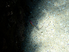 Mecaenichthys immaculatus