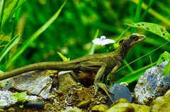 Basiliscus