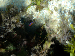 Mecaenichthys immaculatus