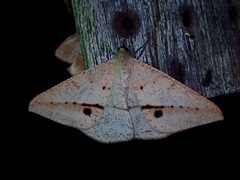 Conolophia nigripuncta