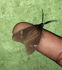 Cyclosia latipennis