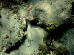 Mecaenichthys immaculatus