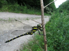 Cordulegaster bidentata