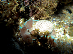 Hydatina physis