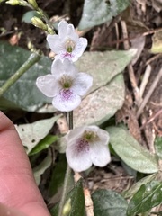 Codonacanthus pauciflorus