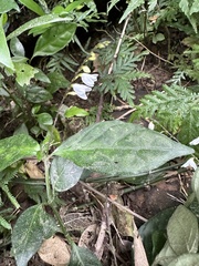 Codonacanthus pauciflorus
