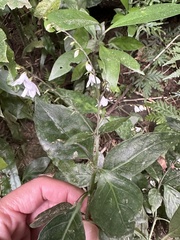 Codonacanthus pauciflorus