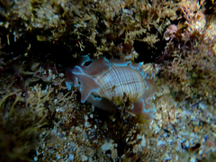 Hydatina physis