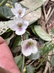 Codonacanthus pauciflorus