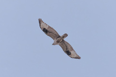 Buteo hemilasius