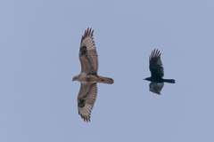Buteo hemilasius