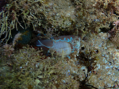Hydatina physis