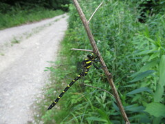 Cordulegaster bidentata