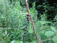 Cordulegaster bidentata