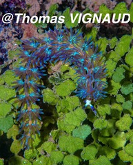 Pteraeolidia semperi