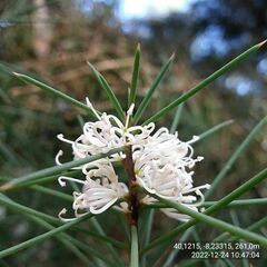Hakea decurrens physocarpa
