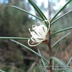 Hakea decurrens physocarpa