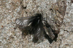 Ptilocephala