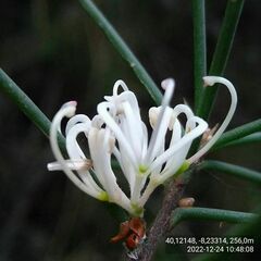 Hakea decurrens physocarpa