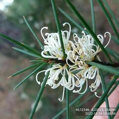 Hakea decurrens physocarpa