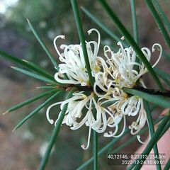 Hakea decurrens physocarpa