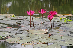 Nymphaea rubra