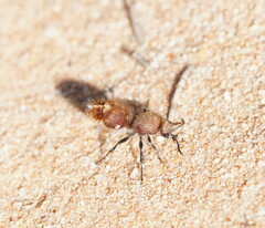 Ephutomorpha ferruginata