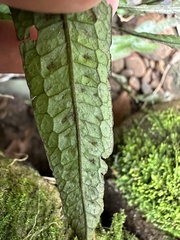 Leptochilus pteropus