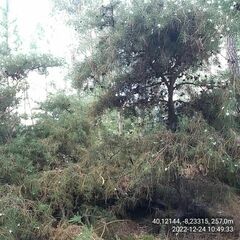Hakea decurrens physocarpa