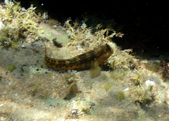 Parablennius intermedius