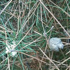 Hakea decurrens physocarpa