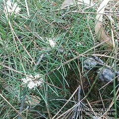 Hakea decurrens physocarpa