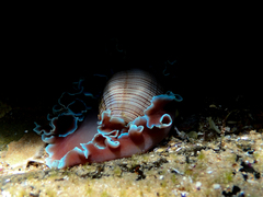 Hydatina physis