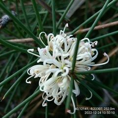 Hakea decurrens physocarpa