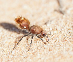 Ephutomorpha ferruginata